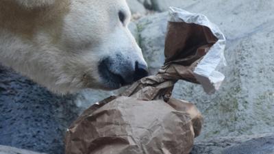 Leopard, Seebär & Co.: Eine Wundertüte für die Eisbären (187)