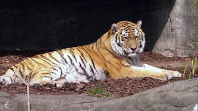 Leopard, Seebär & Co.: Seniorengymnastik für Tigerdame "Taiga" (125)
