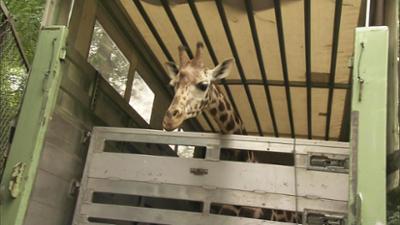 Leopard, Seebär & Co.: Giraffentransport mit Hindernissen (94)
