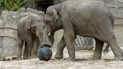 Leopard, Seebär & Co.: Versteckspiel bei den Elefanten (126) Leopard, Seebär & Co.: Versteckspiel bei den Elefanten (126)