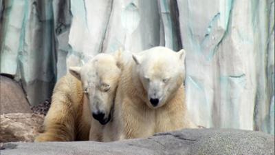 Leopard, Seebär & Co.: Große Liebe bei den Eisbären (127) Leopard, Seebär & Co.: Große Liebe bei den Eisbären (127)