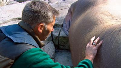 Leopard, Seebär & Co.: Ungeliebter Helfer (192)