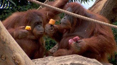 Leopard, Seebär & Co.: Verhandlung im Orang-Utan-Haus (77)