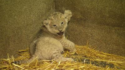 Leopard, Seebär & Co.: Katzenwäsche bei den Löwenbabys (100)