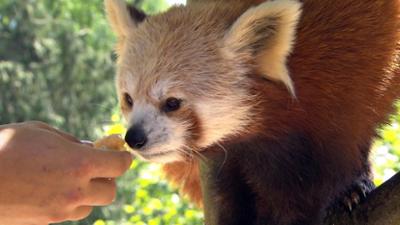 Leopard, Seebär & Co.: Neuer Panda für Katzenbärin "Zanda" (79)
