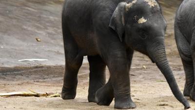 Leopard, Seebär & Co.: Kleiner Rüssel ganz groß (177)