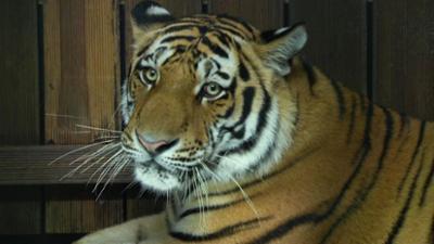 Leopard, Seebär & Co.: Ein neuer Gefährte für Tigerin Maruschka (178) Leopard, Seebär & Co.: Ein neuer Gefährte für Tigerin Maruschka (178)