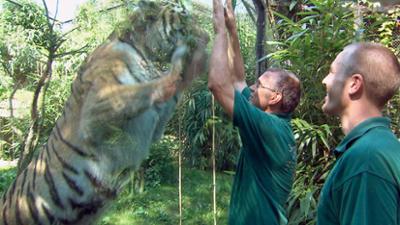 Leopard, Seebär & Co.: Tigerin "Taiga" auf dem Präsentierteller (114)