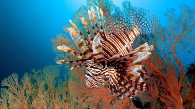 mareTV: Australiens Meereswunder - Am Great Barrier Reef mareTV: Australiens Meereswunder - Am Great Barrier Reef