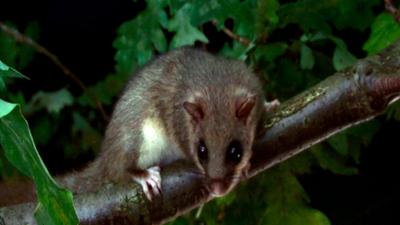 NaturNah: Der Kobold und der Förstersmann