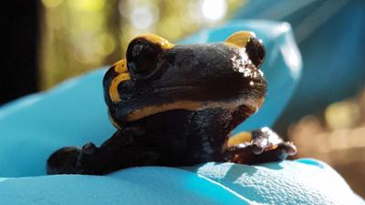 NaturNah: Die Retter der Salamander