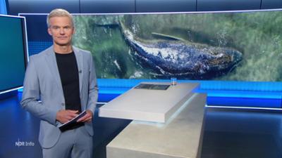 NDR Info: 16:00