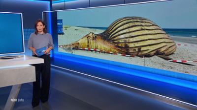 NDR Info: 16:00