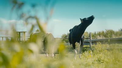 NDR Story: Das Kuh-Experiment