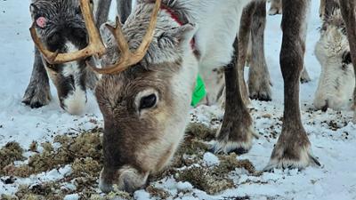 Ostseereport: Das grüne Dilemma