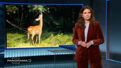 Panorama 3: 2.12.2025