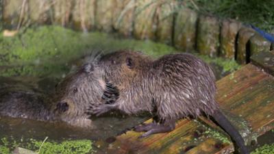 Panorama - Die Reporter: Nutrias im Norden - Wie gefährlich sind die Nager?
