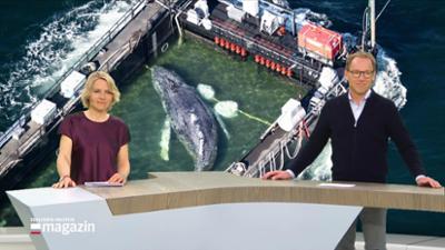 Schleswig-Holstein Magazin