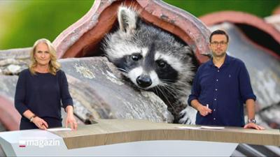 Schleswig-Holstein Magazin