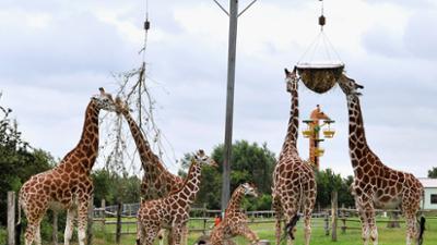 Seehund, Puma & Co.: Giraffenfutter (S05/E07)