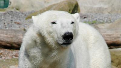 Seehund, Puma & Co.: Eisbärdame aus Finnland (S05/E08)