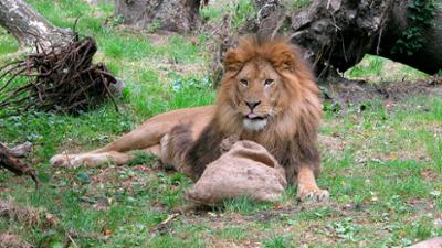 Seehund, Puma & Co.: Rieseneis für die Löwen (S05/E30)