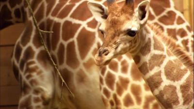 Seehund, Puma & Co.: Jabali drückt der Huf (S06/E05)