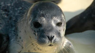 Seehund, Puma & Co.: Fell- und andere Wechsel (S05/E16)