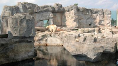 Seehund, Puma & Co.: Eisbären am Schmusegitter (S05/E18)