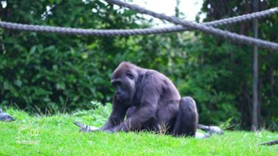 Seelöwe & Co. - tierisch beliebt: Futterberge für die Affen (23)