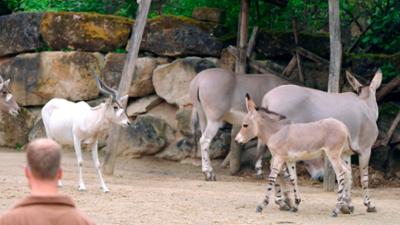 Seelöwe & Co. - tierisch beliebt: Schwergewichte auf der Waage (35)
