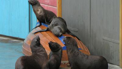 Seelöwe & Co. - tierisch beliebt: Ein Seelöwe mit Sprungtalent (30)