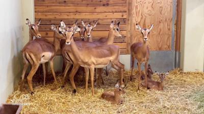 Seelöwe & Co. - tierisch beliebt: Ein kleines Wunder bei den Antilopen (37)