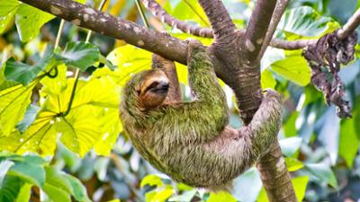 Seelöwe & Co. - tierisch beliebt: Kletterparadies für die Faultiere (32)