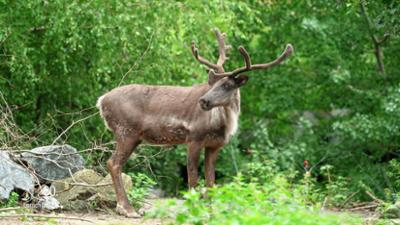 Seelöwe & Co. - tierisch beliebt: Schaumparty im Rentierstall (38)