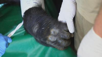 Seelöwe & Co. - tierisch beliebt: OP unter Hochspannung (45)