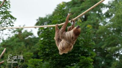 Seelöwe & Co. - tierlisch beliebt: Best of: Tierbaby-News 2