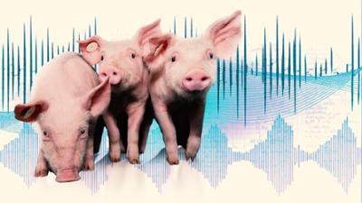 Sprechende Schweine: KI übersetzt Tiersprache