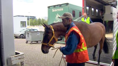 Wie geht das?: Pferde verschicken