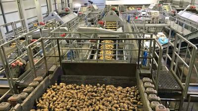 Wie geht das?: Kartoffelvielfalt