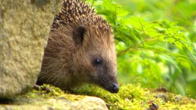 Willkommen in der Nachbarschaft - Wilde Tiere in der Stadt