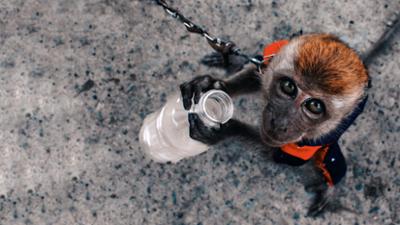 Y-Kollektiv: Tierqual im Netz - Warum Gewalt an Tieren viral geht: Tierqualvideos im Netz  - Warum Gewalt an Tieren viral geht