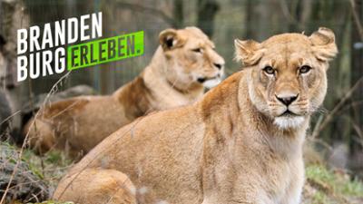 30 Ausflüge in Brandenburgs Tierwelt