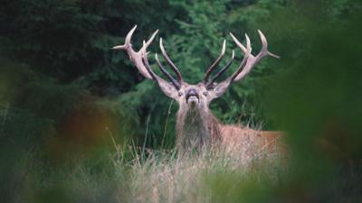Am Fuß der Berge: Das Alpenvorland