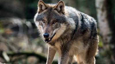 Brandenburg - Chronik eines Landes: Folge 3: Die 2010er
