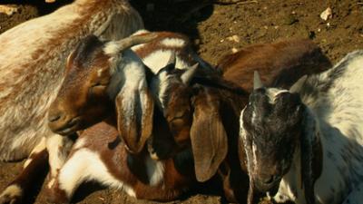 Das Waisenhaus für wilde Tiere: Folge 109: Abenteuer Afrika