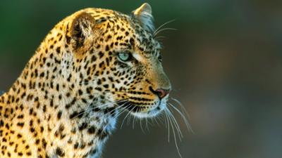 Die Leopardin: Königin der Schatten