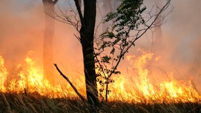 Die rbb Reporter: Wald in Flammen