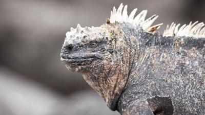Drachenrätsel: Die verschwundenen Meerechsen von Galapagos