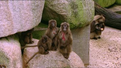 Eisbär, Affe und Co.: Folge 127: Wohngemeinschaft Zoo